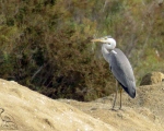 پرنده نگری در ایران - حواصیل خاکستری (Grey Heron)