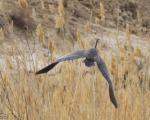 پرنده نگری در ایران - Purple Heron