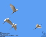 پرنده نگری در ایران - Little Egret