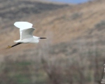 پرنده نگری در ایران - اگرت