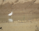 پرنده نگری در ایران - اگرت کوچک