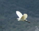 پرنده نگری در ایران - اگرت کوچک