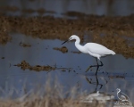 پرنده نگری در ایران - Little Egret