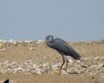 پرنده نگری در ایران - اگرت ساحلی