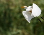 پرنده نگری در ایران - گاوچرانک