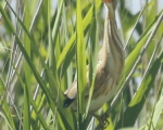پرنده نگری در ایران - بوتیمار کوچک