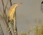 پرنده نگری در ایران - بوتیمار کوچک