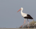پرنده نگری در ایران - Stork