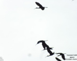 پرنده نگری در ایران - اکراس سیاه