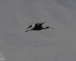 پرنده نگری در ایران - آکراس سیاه