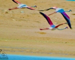 پرنده نگری در ایران - فلامینگو