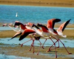 پرنده نگری در ایران - فلامینگو