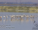 پرنده نگری در ایران - Greater Flamingo