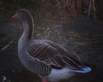 پرنده نگری در ایران - غاز خاکستری - Greylag Goose