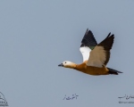 پرنده نگری در ایران - آنقوت