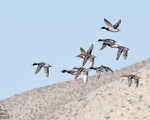 پرنده نگری در ایران - اردک سرسبز