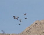 پرنده نگری در ایران - اردک کله سبز