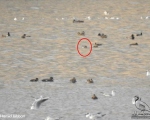 پرنده نگری در ایران - ورود خوتکای ابروسفید به دریاچه چیتگر