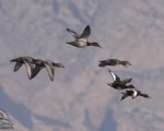 پرنده نگری در ایران - اردک بلوطی