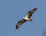 پرنده نگری در ایران - Osprey