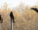 پرنده نگری در ایران - کور کور سیاه - Black Kite