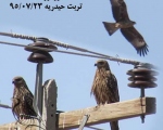 پرنده نگری در ایران - کورکور سیاه