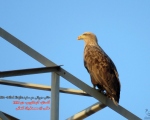پرنده نگری در ایران - عقاب دریایی دم سفید (White-tailed Sea-eagle)