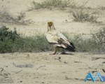 پرنده نگری در ایران - کرکس کوچک