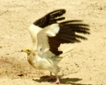 پرنده نگری در ایران - کرکس