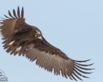پرنده نگری در ایران - Black Vulture