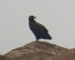 پرنده نگری در ایران - دال سیاه