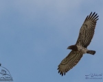 پرنده نگری در ایران - عقاب مار خور