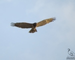 پرنده نگری در ایران - عقاب مارخور