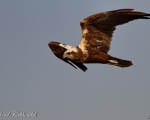 پرنده نگری در ایران - Marsh Harrier سنقر تالابی