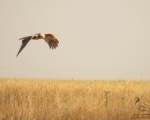 پرنده نگری در ایران - سنقرتالابی ماده - Female Marsh Harrier