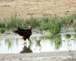 پرنده نگری در ایران - Female Marsh Harrier