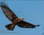 پرنده نگری در ایران - Marsh Harrier