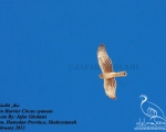 پرنده نگری در ایران - Hen Harrier