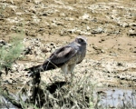 پرنده نگری در ایران - سنقر گندم زار