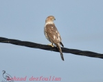 پرنده نگری در ایران - پیغوی کوچک