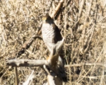 پرنده نگری در ایران - قرقی