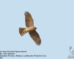 پرنده نگری در ایران - Eurasian Sparrowhawk