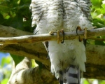 پرنده نگری در ایران - قرقی