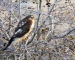 پرنده نگری در ایران - قرقی (Sparrowhawk)