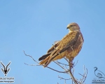 پرنده نگری در ایران - سارگپه پا بلند