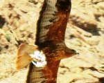 پرنده نگری در ایران - سارگپه پا بلند