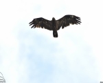 پرنده نگری در ایران - غقاب جنگلی