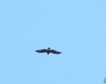 پرنده نگری در ایران - عقاب تالابی (خالدار بزرگ)