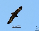 پرنده نگری در ایران - عقاب صحرائی