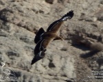 عقاب صحرایی - Steppe Eagle - Aquila nipalensis